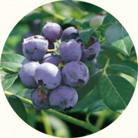 blueberry