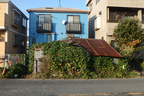 空き家解体前 蔦に覆われ崩れかけている。
