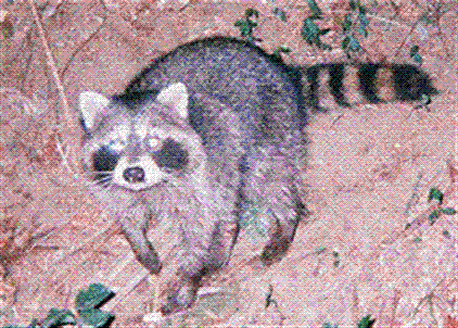 アライグマ