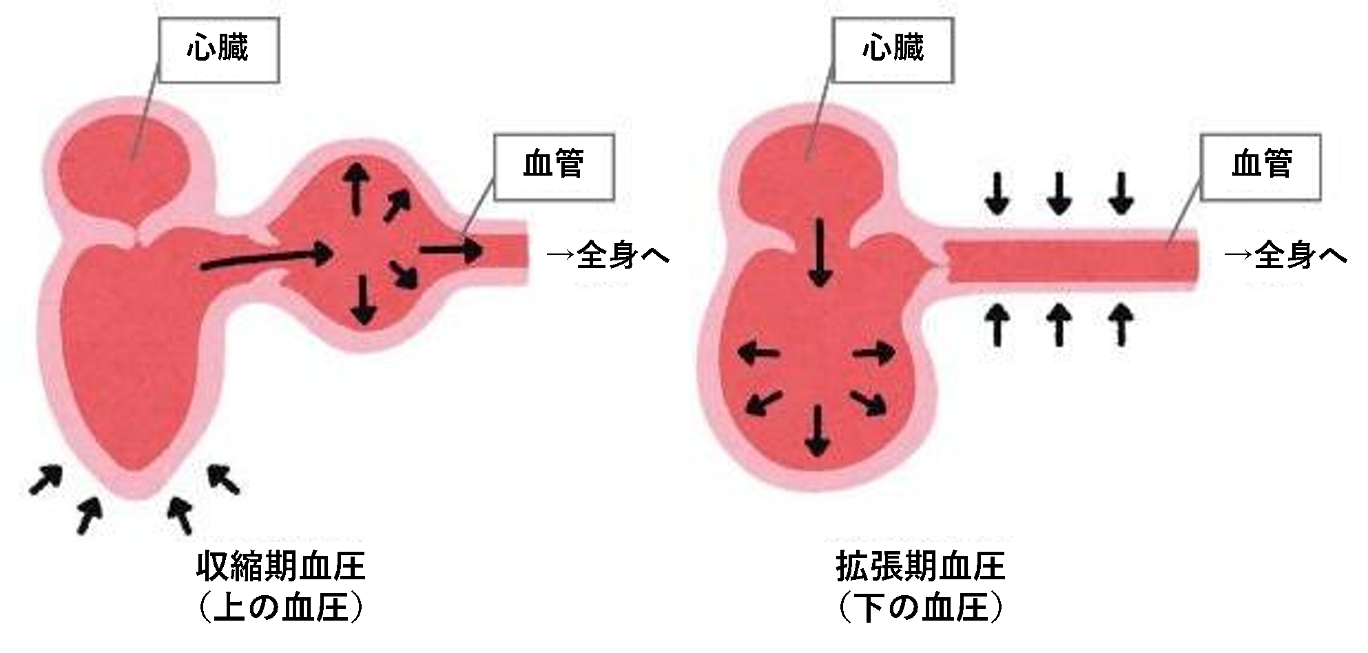 血圧のしくみ
