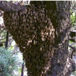 ミツバチの分蜂の写真