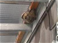 スズメバチの写真3