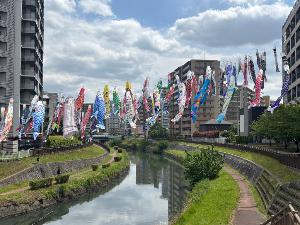 川口元郷駅付近の鯉のぼりの泳ぐ姿