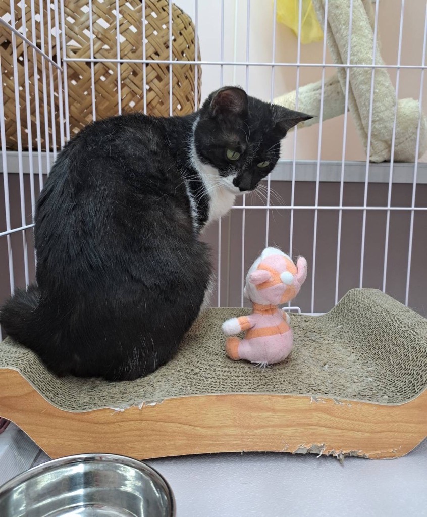 白黒猫