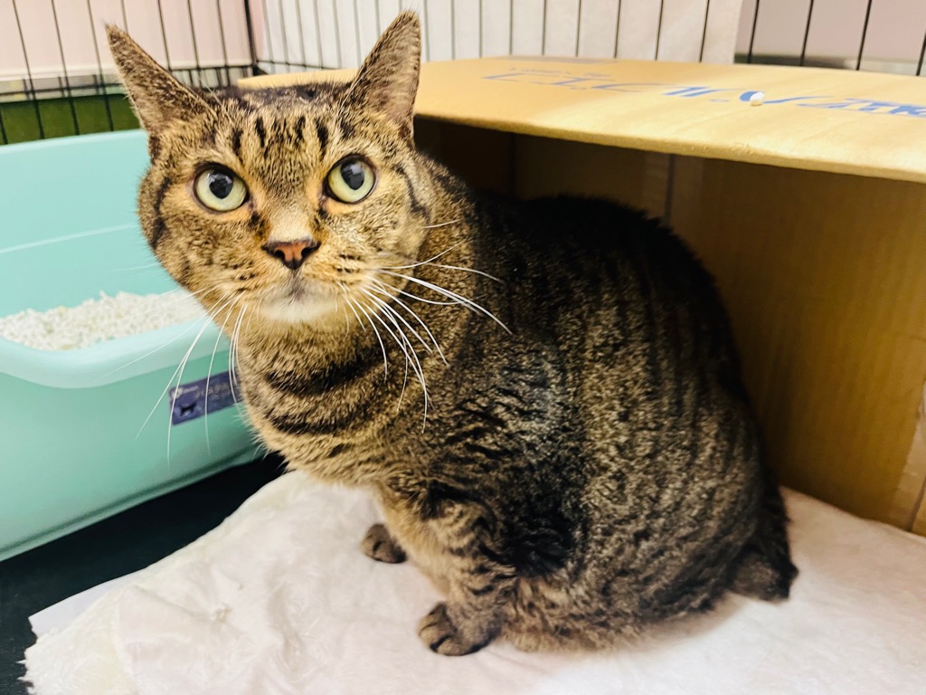 キジ猫オス