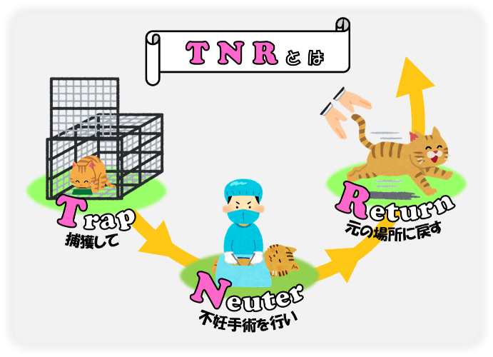 TNRとは