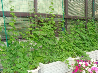 2010年6月25日少しずつ苗が生長をはじめました。