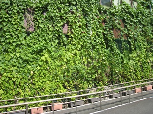 2010年8月11日あおあおとしています。