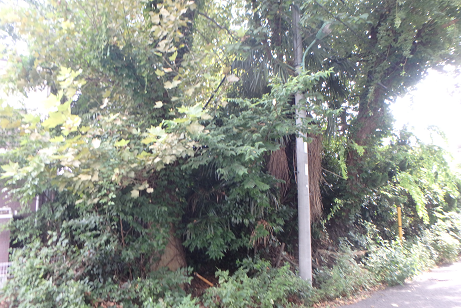 解体前 樹木が生い茂り、道路通行にも影響を与えている。