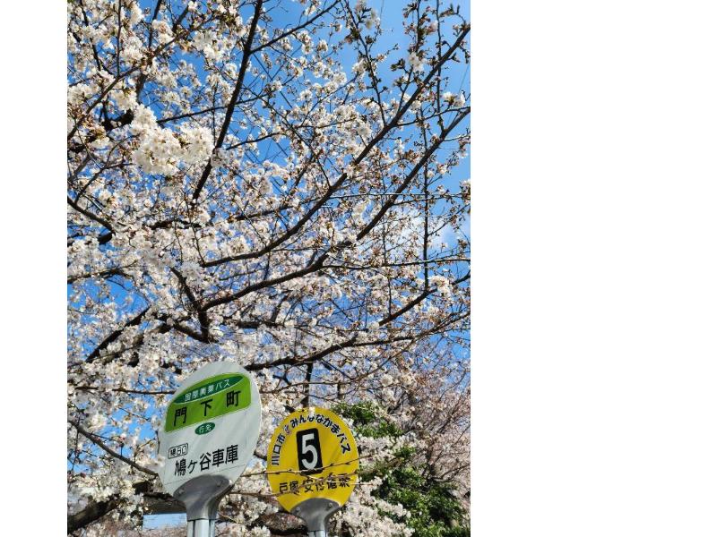 江川運動広場の桜
