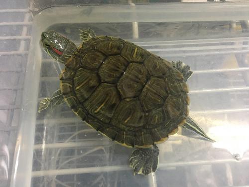 アカミミガメ