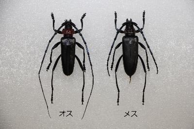 クビアカツヤカミキリ