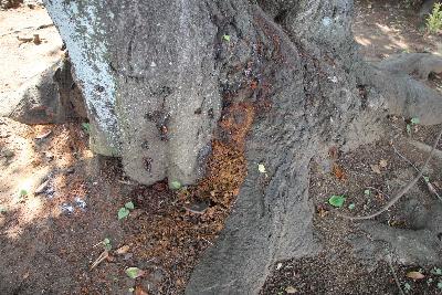 フラスが根元に堆積した桜