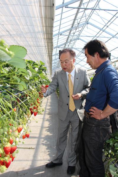 市内のイチゴ農園「くにちゃんふぁ～む」を訪問する市長の写真