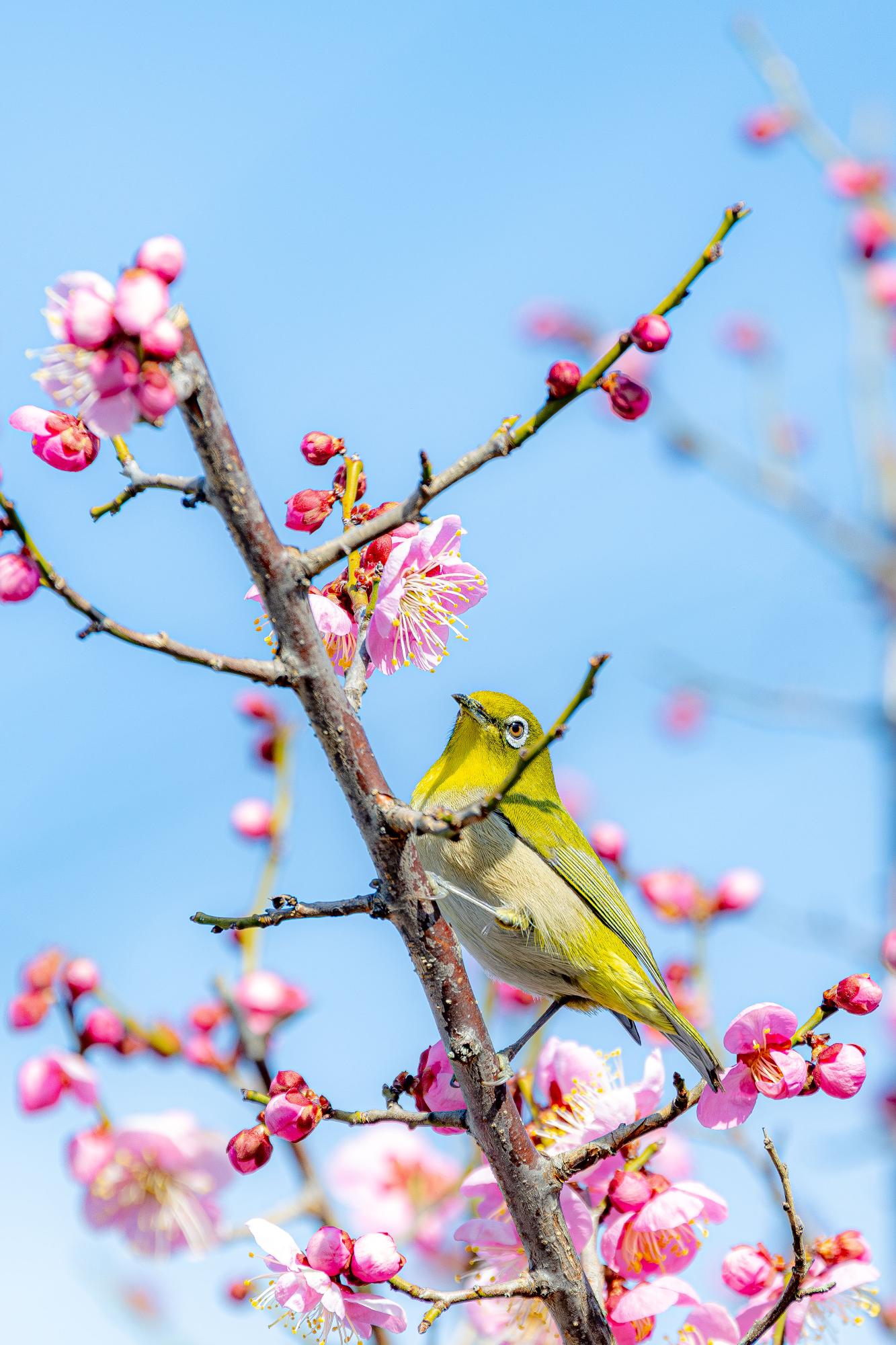 広報かわぐち2月号表紙写真