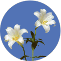 2輪の白い花をつけた鉄砲百合の画像