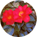 赤い花が咲いているサザンカの写真