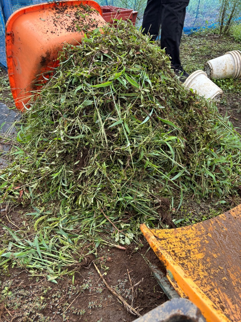 雑草2