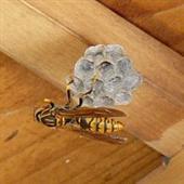 セグロアシナガバチの写真