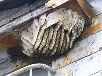 ニホンミツバチの巣の写真