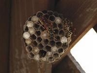 蜂と蜂の巣の写真