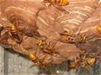 キイロスズメバチの活動の様子の写真