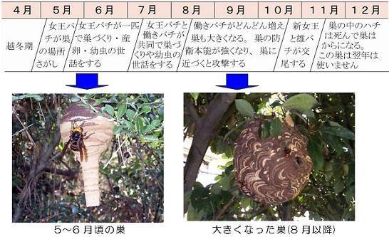 スズメバチの活動期間の写真