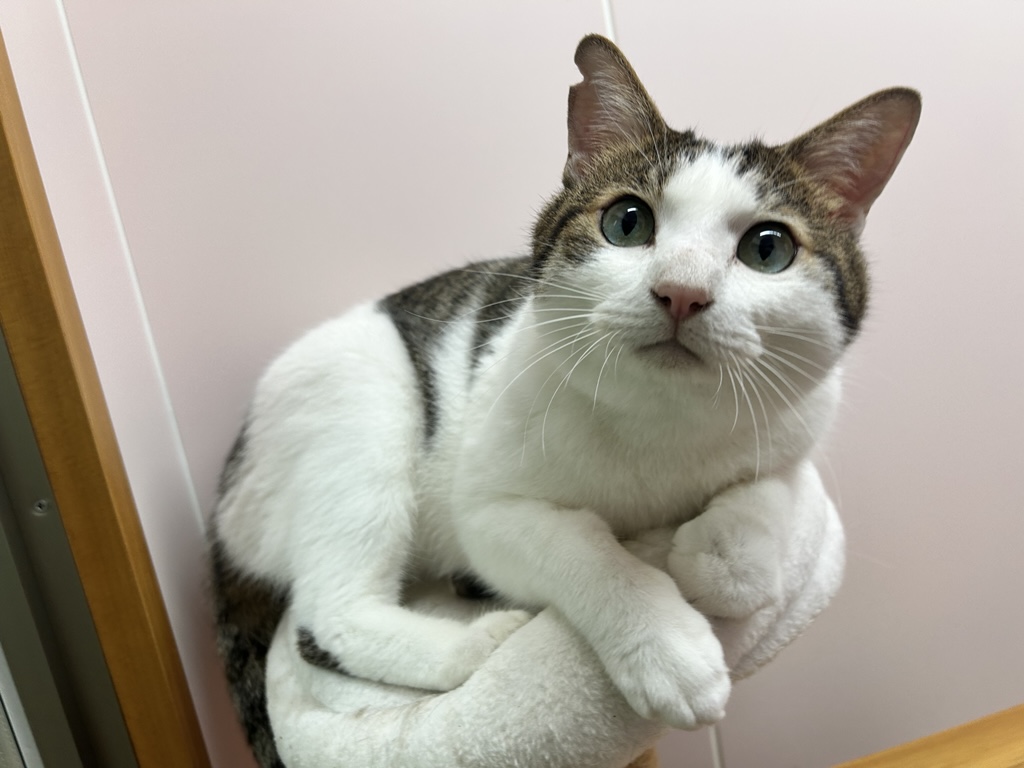 白キジ成猫