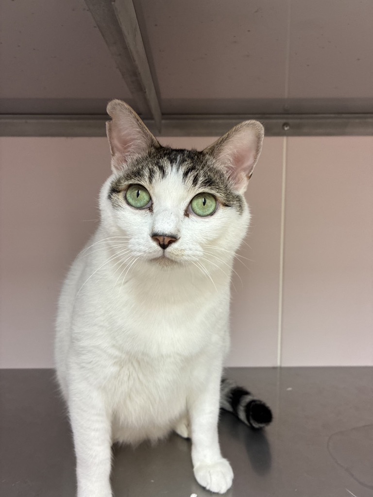 白キジ成猫