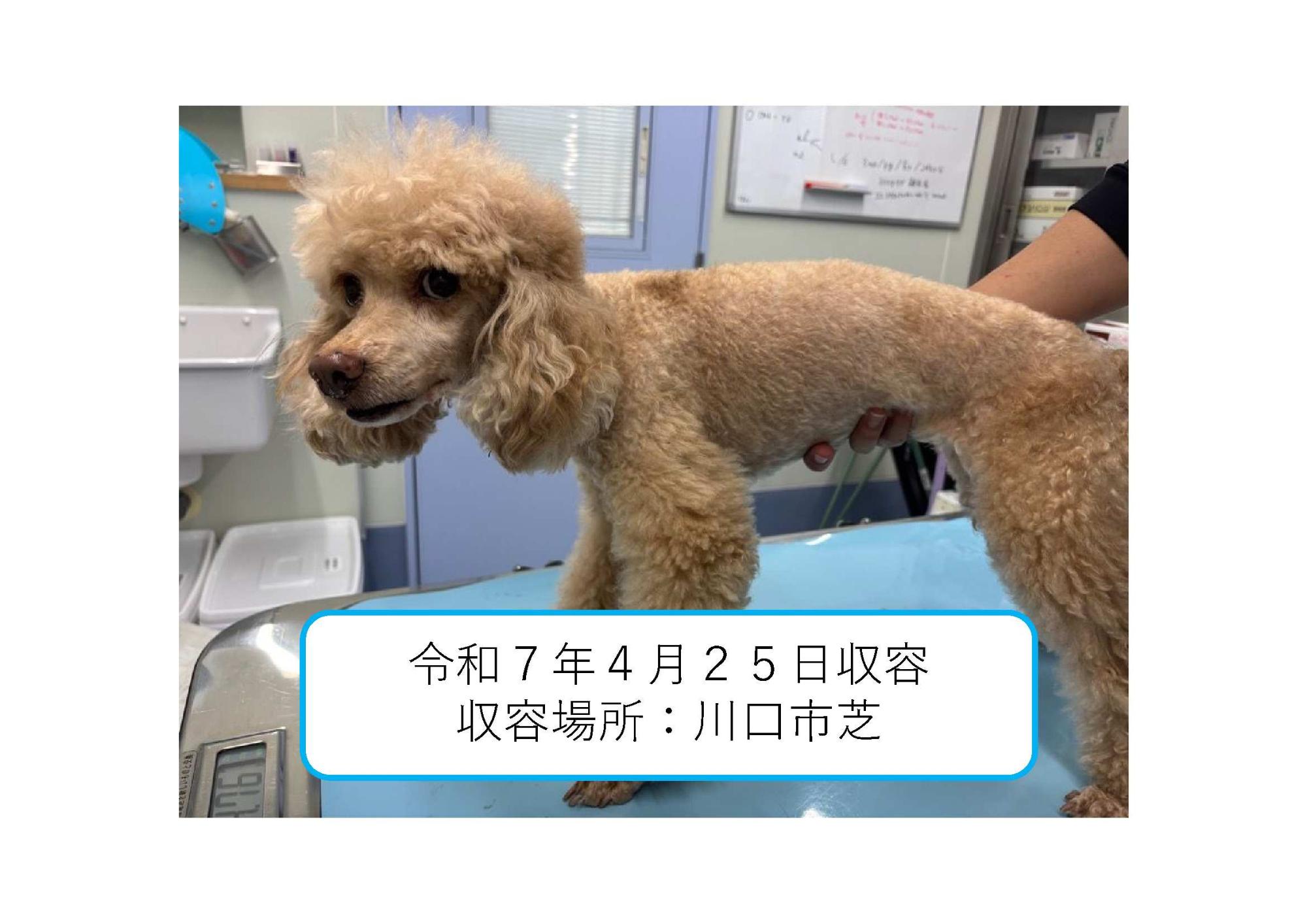 犬