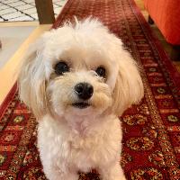 犬
