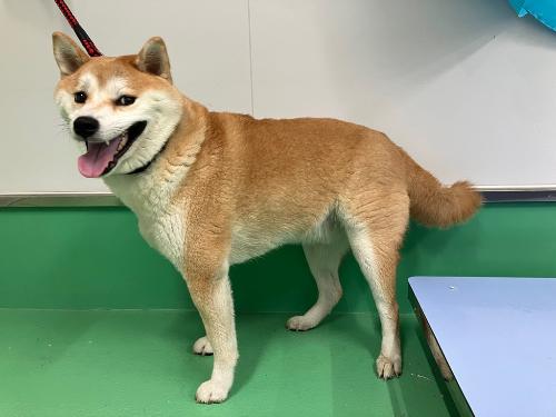 令和8年8月14日収容犬