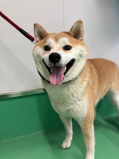 令和8年8月14日収容犬