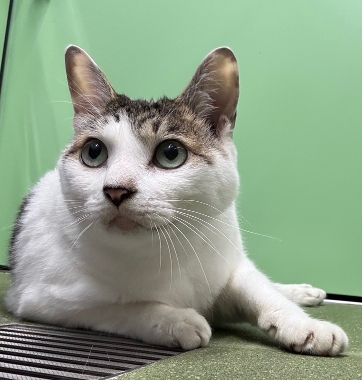白キジ成猫