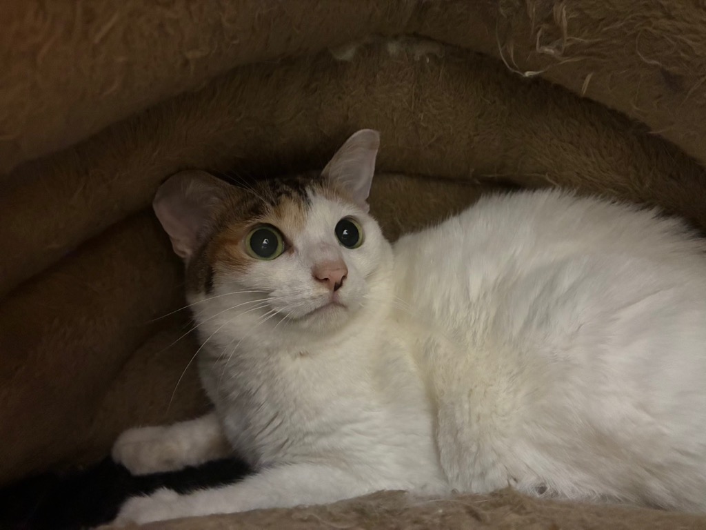 三毛猫