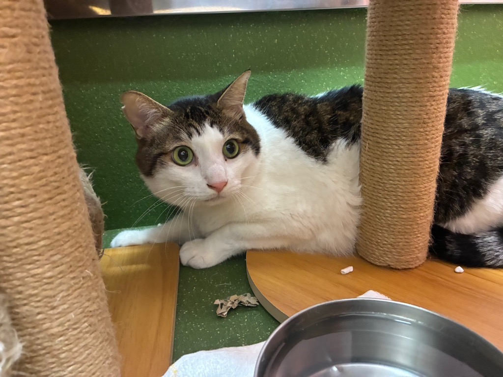 白キジ成猫
