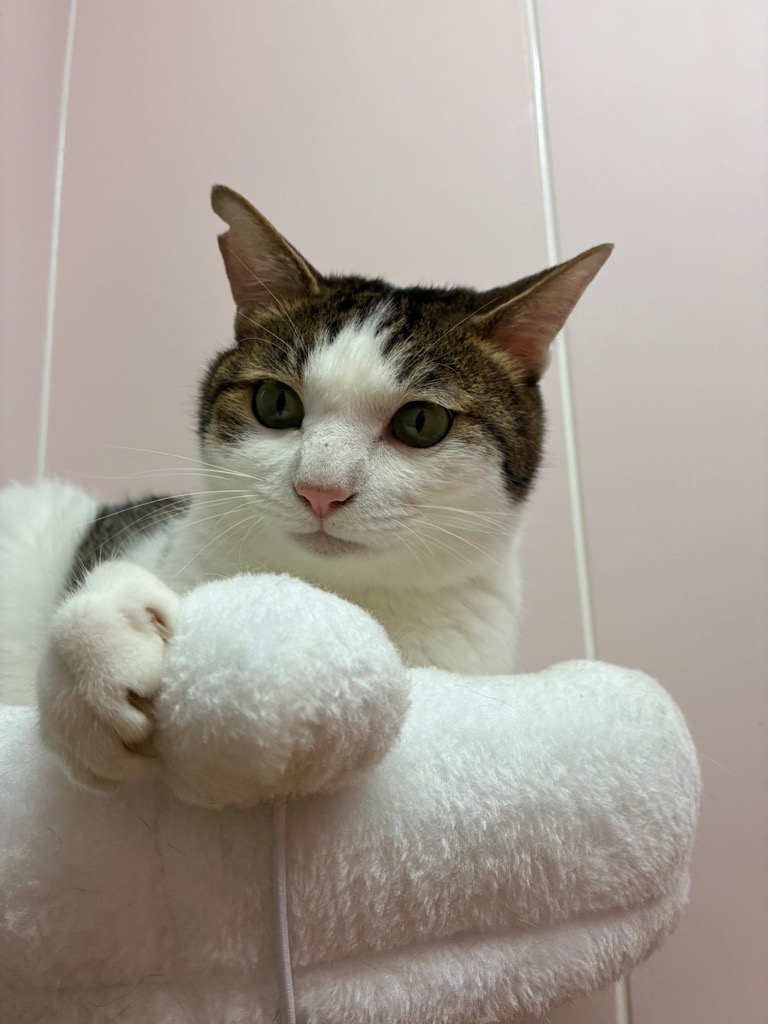 白キジ成猫