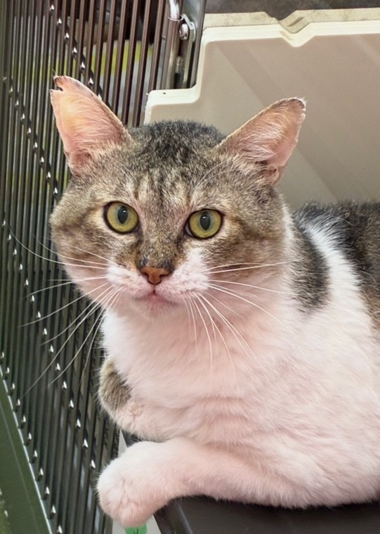 白キジ成猫