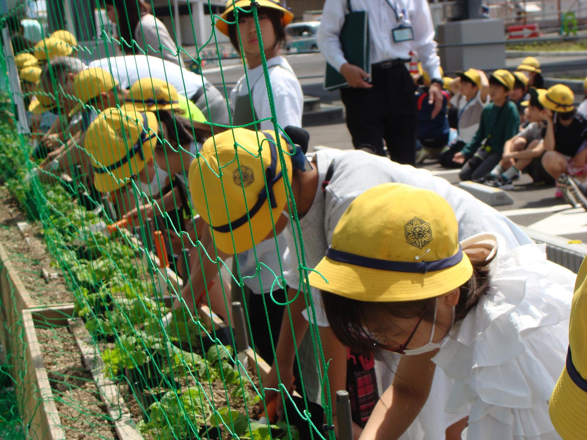 令和6年5月22日の苗植式の様子その1